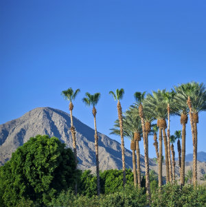 Palm Springs Landscape