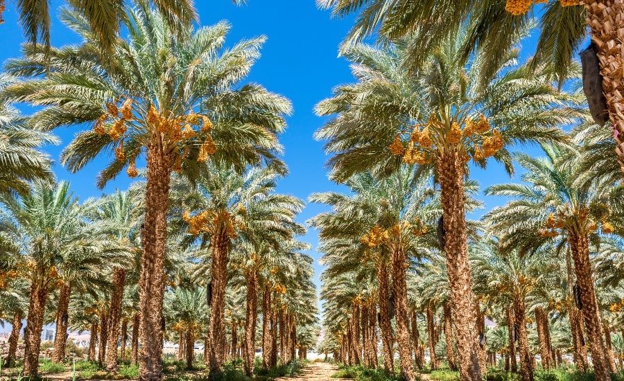 Date palms near palm springs real estate