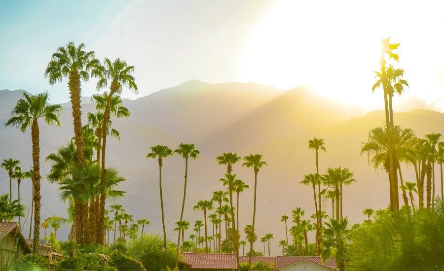 View of palm trees near Palm Springs real estate