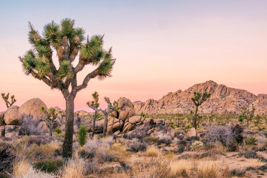 View of Joshua Tree National Park near Palm Springs real estate