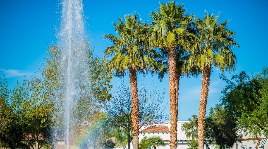 water fountain & palm tree in Palm Springs park